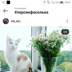 Подробнее об объявлении «Пропала кошка Жуковский» Фото: пропала кошка  «Пропала кошка Жуковский» в г. Жуковский