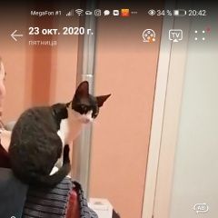 Подробнее об объявлении «Пропал кот Кисловодск» Фото: пропала кошка Сфинкс «Пропал кот Кисловодск» в г. Кисловодск