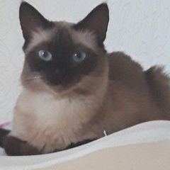 Подробнее об объявлении «Пропала кошка сиамская кошка Смоленск» Фото: пропала кошка Сиамская кошка «Пропала кошка сиамская кошка Смоленск» в г. Смоленск