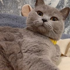 Подробнее об объявлении «Пропала кошка Калининград (Кенигсберг)» Фото: пропала кошка  «Пропала кошка Калининград (Кенигсберг)» в г. Калининград (Кенигсберг)