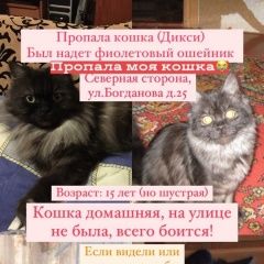 Подробнее об объявлении «Севастополь Пропала кошка моя кошка сегодня» Фото: пропала кошка Персидская кошка «Севастополь Пропала кошка моя кошка сегодня» в г. Севастополь