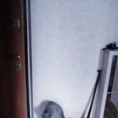 Подробнее об объявлении «Пропал котёнок возраст три месяца прошу Набережные Челны» Фото: пропала кошка Скоттиш страйт (шотландская прямоухая) «Пропал котёнок возраст три месяца прошу...» в г. Набережные Челны
