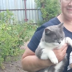 Подробнее об объявлении «Пропала кошка серенькая передние лапки белые гольфики, Реж» Фото: пропала кошка  «Пропала кошка серенькая передние лапки белые...» в г. Реж