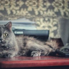 Подробнее об объявлении «Пропала кошка Новосибирск» Фото: пропала кошка Британская длинношерстная кошка «Пропала кошка Новосибирск» в г. Новосибирск