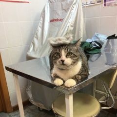 Подробнее об объявлении «Нижний Новгород Пропал кот» Фото: пропала кошка  «Нижний Новгород Пропал кот» в г. Нижний Новгород