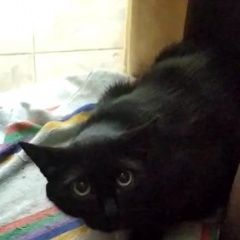 Подробнее об объявлении «Пропала кошка Новосибирск» Фото: пропала кошка  «Пропала кошка Новосибирск» в г. Новосибирск