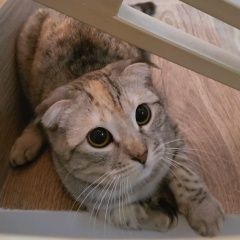 Подробнее об объявлении «Пропала кошка в грозном Грозный» Фото: пропала кошка Британская короткошерстная кошка «Пропала кошка в грозном Грозный» в г. Грозный