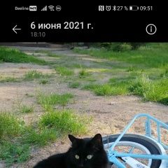 Подробнее об объявлении «Пропал кот 12 лет Выборг» Фото: пропала кошка  «Пропал кот 12 лет Выборг» в г. Выборг