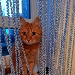Подробнее об объявлении «Екатеринбург Пропал кот рыжий кот» Фото: пропала кошка  «Екатеринбург Пропал кот рыжий кот» в г. Екатеринбург