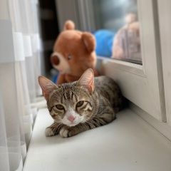 Подробнее об объявлении «Москва Пропала кошка» Фото: пропала кошка Бенгальская кошка «Москва Пропала кошка» в г. Москва