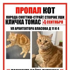 Подробнее об объявлении «Москва Пропал кот рыжий кот шотландец район черемушки» Фото: пропала кошка Скоттиш страйт (шотландская прямоухая) «Москва Пропал кот рыжий кот шотландец район...» в г. Москва