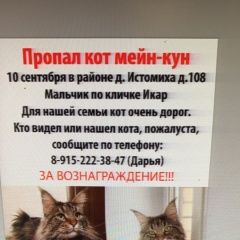 Подробнее об объявлении «Пропал кот породы мейн-кун Домодедово» Фото: пропала кошка Мейн-кун «Пропал кот породы мейн-кун Домодедово» в г. Домодедово