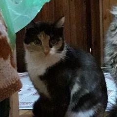 Подробнее об объявлении «Москва Пропала кошка» Фото: пропала кошка  «Москва Пропала кошка» в г. Москва