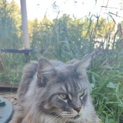 Подробнее об объявлении «Пропал кот в Уфа» Фото: пропала кошка Мейн-кун «Пропал кот в Уфа» в г. Уфа