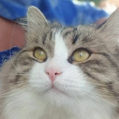 Подробнее об объявлении «Пропал кот Можайск» Фото: пропала кошка  «Пропал кот Можайск» в г. Можайск
