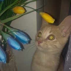 Подробнее об объявлении «Пропал котёнок Астрахань» Фото: пропала кошка  «Пропал котёнок Астрахань» в г. Астрахань