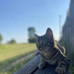 Подробнее об объявлении «Москва Пропал кот» Фото: пропала кошка Бенгальская кошка «Москва Пропал кот» в г. Москва