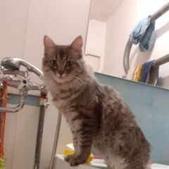 Подробнее об объявлении «Москва Пропала кошка» Фото: пропала кошка  «Москва Пропала кошка» в г. Москва