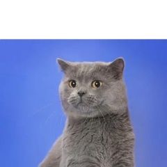 Подробнее об объявлении «Москва Пропала кошка в жк юрлово» Фото: пропала кошка Скоттиш страйт (шотландская прямоухая) «Москва Пропала кошка в жк юрлово» в г. Москва