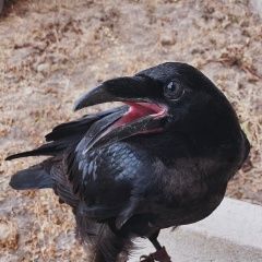 Подробнее об объявлении «Пропало домашнее животное ворон “барон» Троицк» Фото: пропало другое животное  «Пропало домашнее животное ворон “барон» Троицк» в г. Троицк