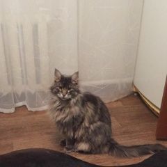 Подробнее об объявлении «Пропал кот Омск» Фото: пропала кошка  «Пропал кот Омск» в г. Омск