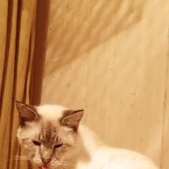 Подробнее об объявлении «Пропала кошка мотя. тайка. в красном ошейнике Пушкино» Фото: пропала кошка Тайская кошка «Пропала кошка мотя. тайка. в красном ошейнике...» в г. Пушкино