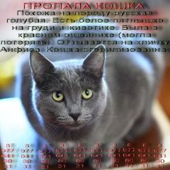 Подробнее об объявлении «Пропала кошка Балашиха» Фото: пропала кошка  «Пропала кошка Балашиха» в г. Балашиха