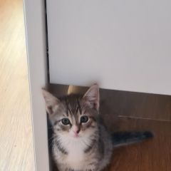 Подробнее об объявлении «Пермь Пропал кот ик» Фото: пропала кошка  «Пермь Пропал кот ик» в г. Пермь