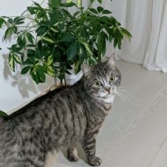 Подробнее об объявлении «Пропал кот Тула» Фото: пропала кошка  «Пропал кот Тула» в г. Тула
