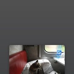 Подробнее об объявлении «Пропала кошка Мурманск» Фото: пропала кошка  «Пропала кошка Мурманск» в г. Мурманск