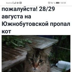 Подробнее об объявлении «Москва Пропал кот 28/29 августа» Фото: пропала кошка Мейн-кун «Москва Пропал кот 28/29 августа» в г. Москва