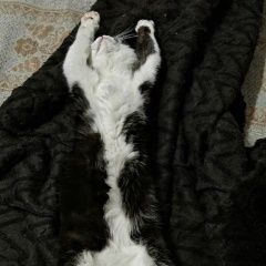 Подробнее об объявлении «Пропала кошка найдите пожалуйста Новочебоксарск» Фото: пропала кошка  «Пропала кошка найдите пожалуйста Новочебоксарск» в г. Новочебоксарск