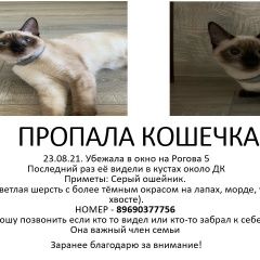 Подробнее об объявлении «Москва Пропала кошка пожалуйста помогите найти потеряшку» Фото: пропала кошка Тайская кошка «Москва Пропала кошка пожалуйста помогите найти...» в г. Москва