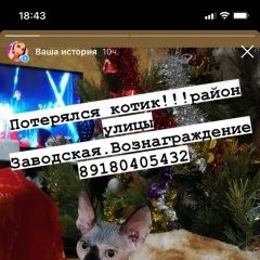 Подробнее об объявлении «Анапа Пропал кот, породы канадский сфинкс» Фото: пропала кошка Канадский сфинкс «Анапа Пропал кот, породы канадский сфинкс» в г. Анапа