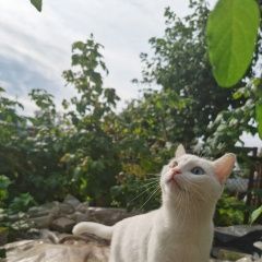 Подробнее об объявлении «Пропала кошка Казань» Фото: пропала кошка  «Пропала кошка Казань» в г. Казань