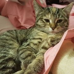 Подробнее об объявлении «Москва Пропала кошка» Фото: пропала кошка  «Москва Пропала кошка» в г. Москва