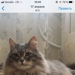 Подробнее об объявлении «Пропала кошка Набережные Челны» Фото: пропала кошка  «Пропала кошка Набережные Челны» в г. Набережные Челны