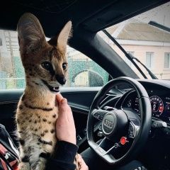 Подробнее об объявлении «Москва Пропала кошка» Фото: пропала кошка  «Москва Пропала кошка» в г. Москва