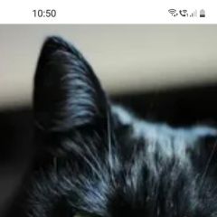 Подробнее об объявлении «Пропал кот ищу кота Клязьма» Фото: пропала кошка  «Пропал кот ищу кота Клязьма» в г. Клязьма