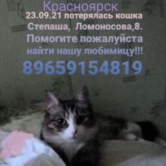 Подробнее об объявлении «Красноярск Пропала кошка» Фото: пропала кошка  «Красноярск Пропала кошка» в г. Красноярск