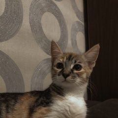 Подробнее об объявлении «Москва Пропала кошка по кличке боня.» Фото: пропала кошка  «Москва Пропала кошка по кличке боня.» в г. Москва