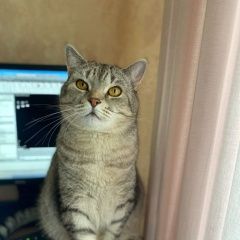 Подробнее об объявлении «Пропал кот Гагарин» Фото: пропала кошка  «Пропал кот Гагарин» в г. Гагарин