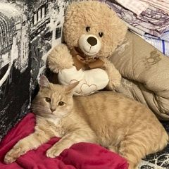 Подробнее об объявлении «Нижний Новгород Пропал кот персикового цвета. вознаграждение» Фото: пропала кошка  «Нижний Новгород Пропал кот персикового цвета....» в г. Нижний Новгород