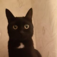 ����: ������� �����  ������� ��� ������ ���. ����������� � �. �����������