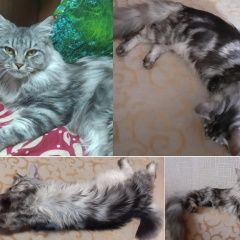 Подробнее об объявлении «Пропала кошка помогите найти Тула» Фото: пропала кошка  «Пропала кошка помогите найти Тула» в г. Тула