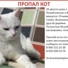 Подробнее об объявлении «Пропал кот помогите отыскать котика. семён Киржач» Фото: пропала кошка  «Пропал кот помогите отыскать котика. семён Киржач» в г. Киржач