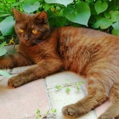 Подробнее об объявлении «Пропал кот ищем марсика Ростов-на-Дону» Фото: пропала кошка  «Пропал кот ищем марсика Ростов-на-Дону» в г. Ростов-на-Дону