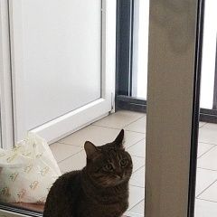 Подробнее об объявлении «Пропал кот ищем кота тигриный окрас Уфа» Фото: пропала кошка  «Пропал кот ищем кота тигриный окрас Уфа» в г. Уфа