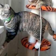 Подробнее об объявлении «Хабаровск Пропала кошка» Фото: пропала кошка  «Хабаровск Пропала кошка» в г. Хабаровск