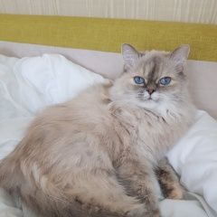 Подробнее об объявлении «Пропала кошка Курск» Фото: пропала кошка  «Пропала кошка Курск» в г. Курск